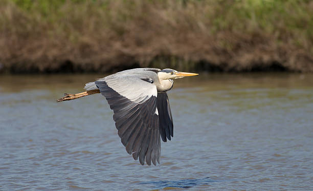istock The flight of Grey heron (ardea cinerea) 477925966