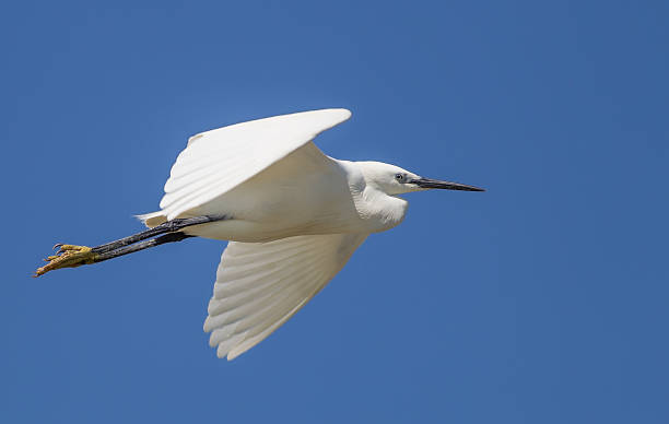 istock The flight of Little Egret (Egretta garzetta) 477925968