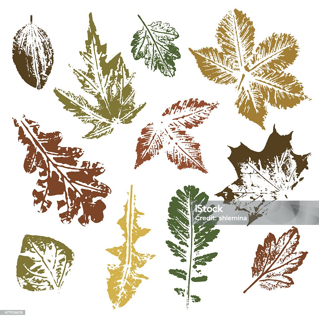 Coleção de estampas e folhas de outono - Vetor de Folha royalty-free