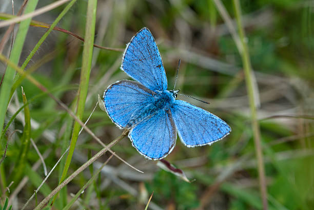 istock Adonis blue butterfly, Polyommatus bellargus 477929389