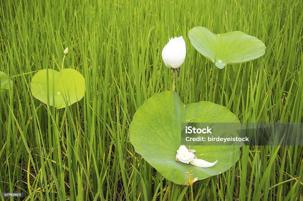 Étang à lotus - Photo de Arbre en fleurs libre de droits