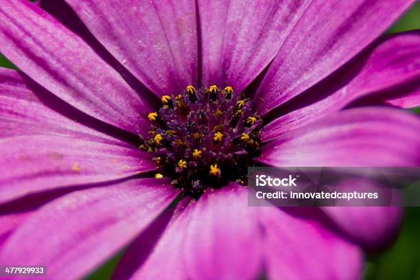 Macro Di Viola - Fotografie stock e altre immagini di Ambientazione esterna - Ambientazione esterna, Ambientazione tranquilla, Ambiente