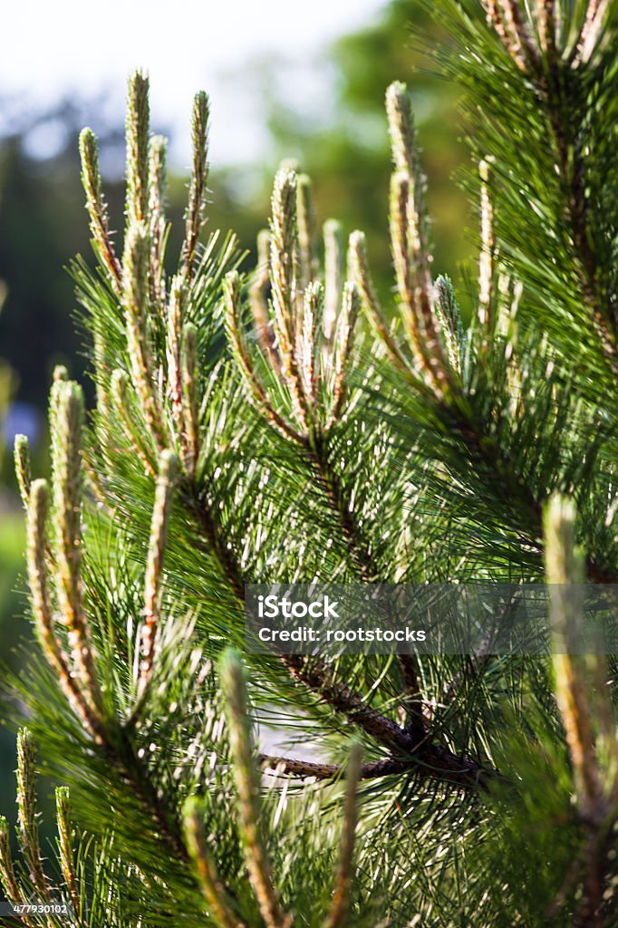 Scots pine branches with young shoots Scots pine (Pinus sylvestris) branches with young shoots 2015 Stock Photo