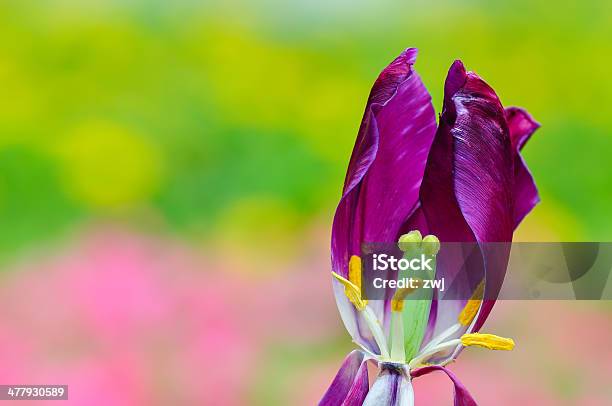 Withering Lila Tulpen Stockfoto und mehr Bilder von Blume - Blume, Blütenblatt, Botanik