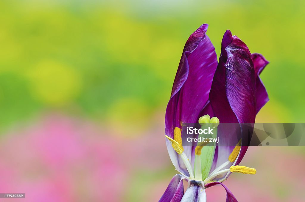 withering tulipas roxas - Foto de stock de Agricultura royalty-free