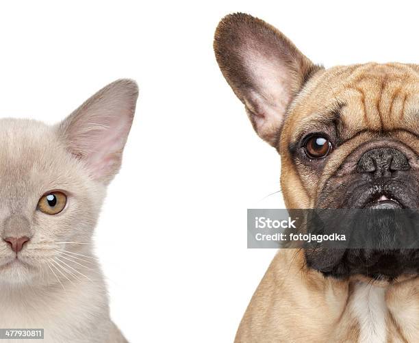 Katze Und Hund Die Hälfte Der Maulkorb Closeup Portrait Stockfoto und mehr Bilder von Französische Bulldogge