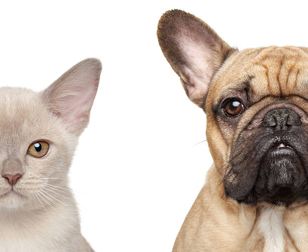 istock Cat and Dog, half of muzzle close-up portrait 477930811