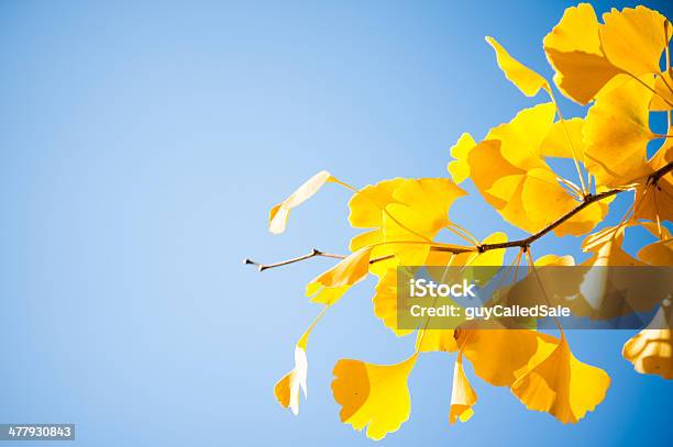 Closeup Of Ginkgo Tree Branch With Yellow Leaves Stock Photo - Download Image Now - Ginkgo Tree, Ginkgo, Plant