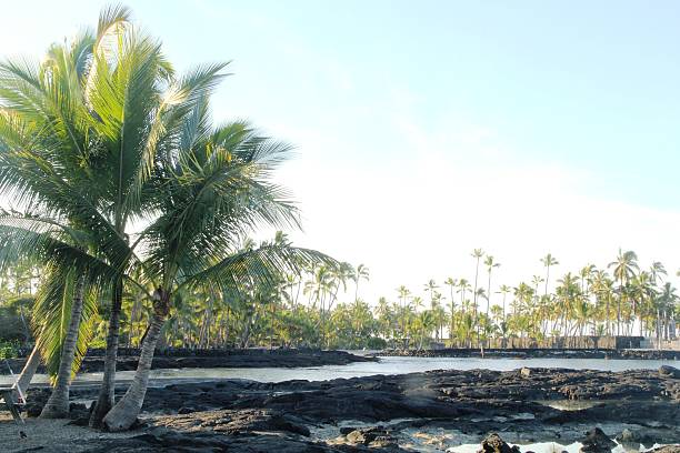istock Hawaiian Beach and Palm Trees 477931571