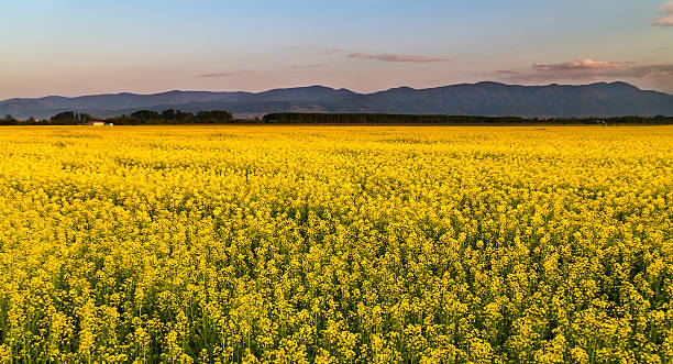 istock Sea of yellow 477933447