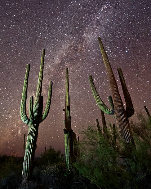 istock Saguaros and the Milky Way 477933635