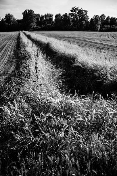 istock Italian countryside landscape 477934129