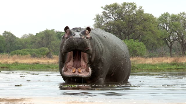 Bull hippo with mouth open in aggressive stance,Botswana