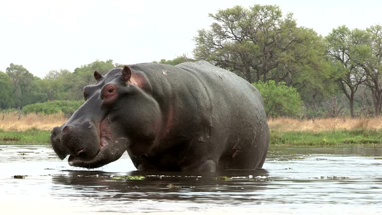 2,533 Hippo Stock Videos and Royalty-Free Footage - iStock | Baby hippo, Pygmy hippo, Hippo illustration 2,533 Hippo Stock Videos and Royalty-Free Footage - iStock | Baby hippo, Pygmy hippo, Hippo illustration