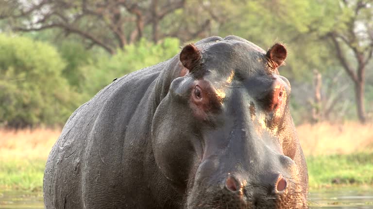 Bull hippo charging towards camera, Botswana