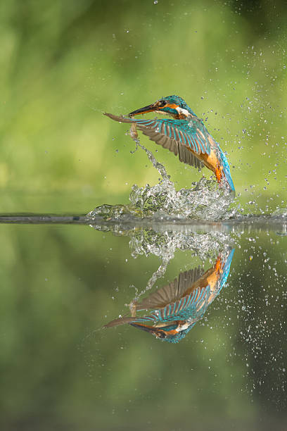 Kingfisher com presas - foto de acervo