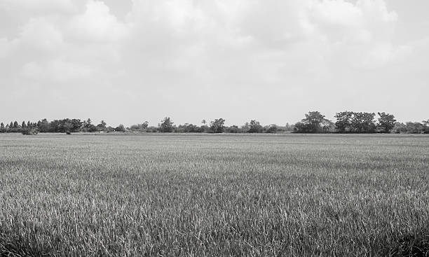 istock The beautiful landscape of rice fields in Thailand. 477934423