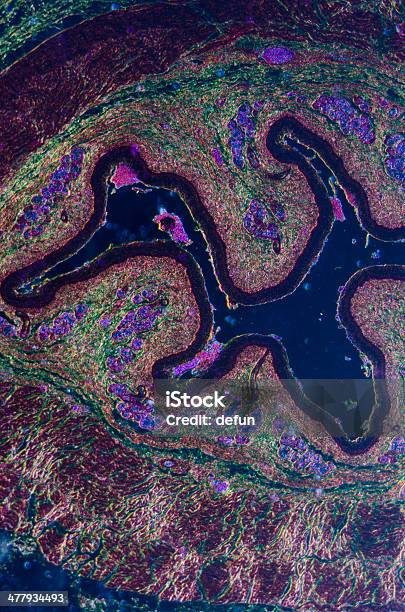 Epitelio Estratificado Escamosas Foto de stock y más banco de imágenes de Adherencia de célula - Adherencia de célula, Asistencia sanitaria y medicina, Aumento a gran escala