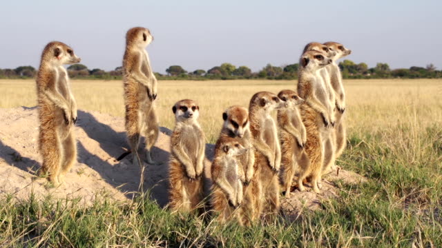 Meerkat family sunning themselves ,Botswana