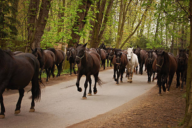 istock Horse herd on road in alley 477934915