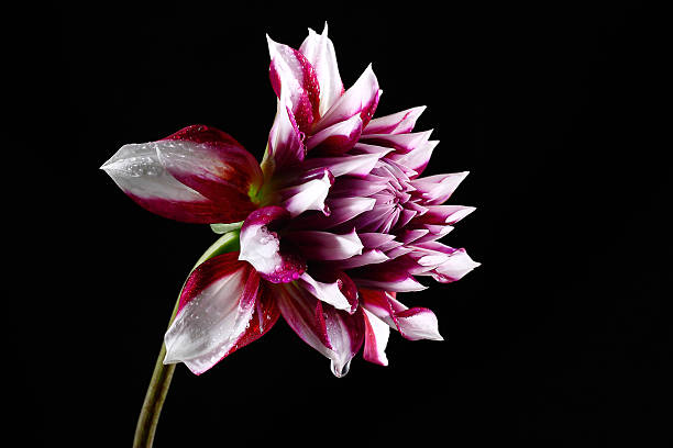 istock Dahlia flower with Dew Drops Isolated on black background 477935015