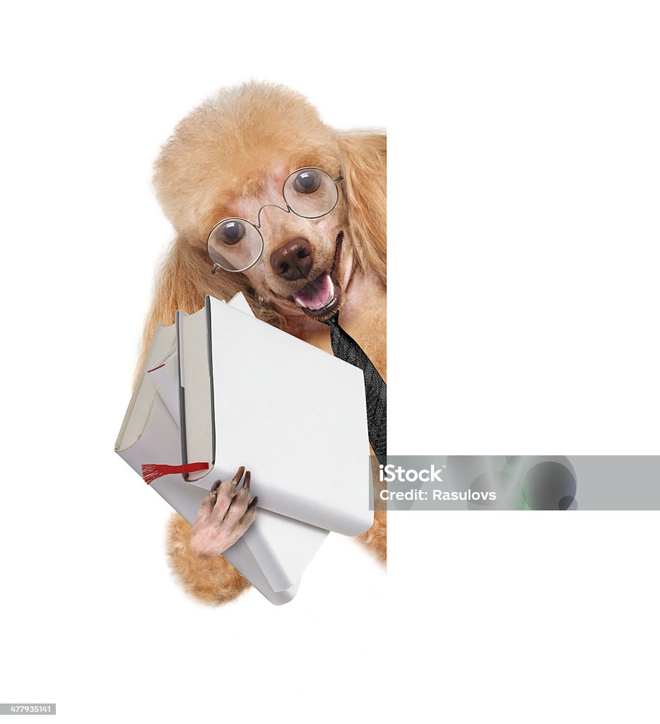Собака с books над белой баннеры - Стоковые фото Библиотека роялти-фри