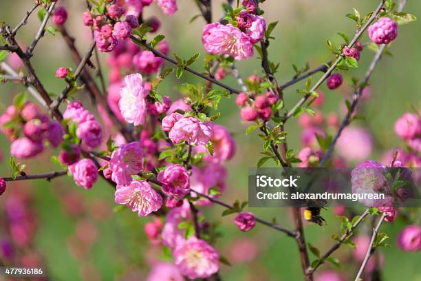 Blossom Stock Photo - Download Image Now - 2015, Beauty, Beauty In Nature
