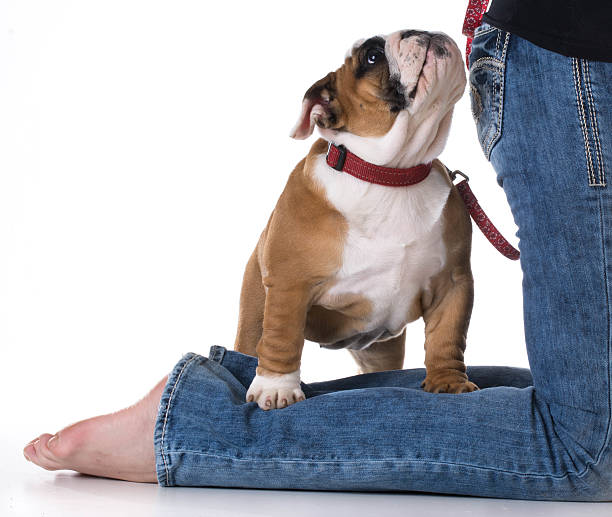 istock woman and her dog 477936348