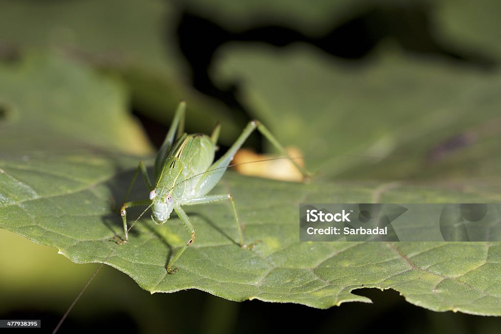 Grasshopper de folha - Foto de stock de Animal royalty-free
