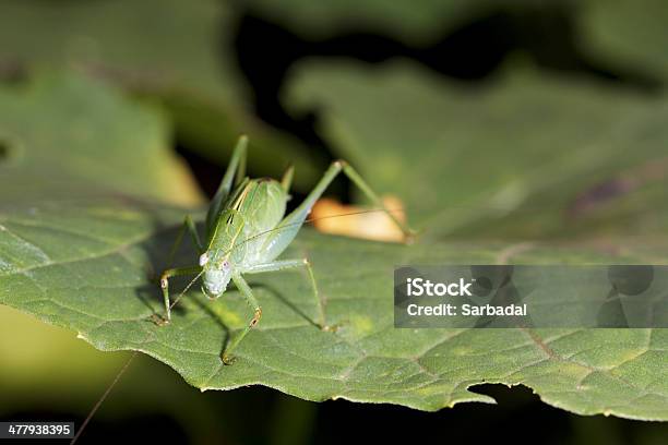 Foto de Grasshopper De Folha e mais fotos de stock de Animal - Animal, Animal selvagem, Antena - Parte do corpo animal