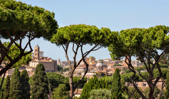 Rome historical center cityscape and pine trees, Italy