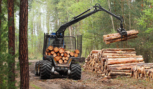 el captador de trabajo en un bosque. - lumber industry tree log tree trunk fotografías e imágenes de stock