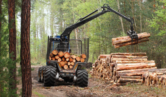 The harvester working in a forest. Renewable resources theme.