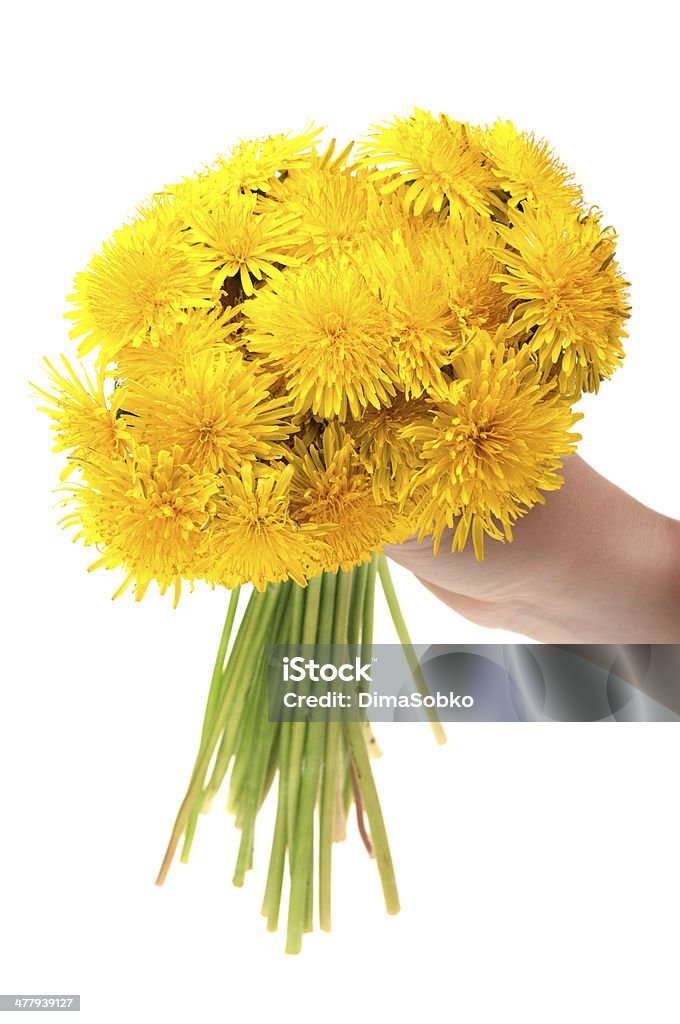 タンポポの花を持つ女性 - おしべのロイヤリティフリーストックフォト