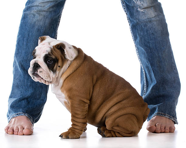 istock woman and her dog 477939244