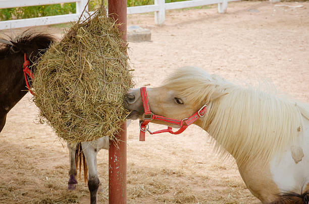 istock Adorable pony portrait in farm 477939442