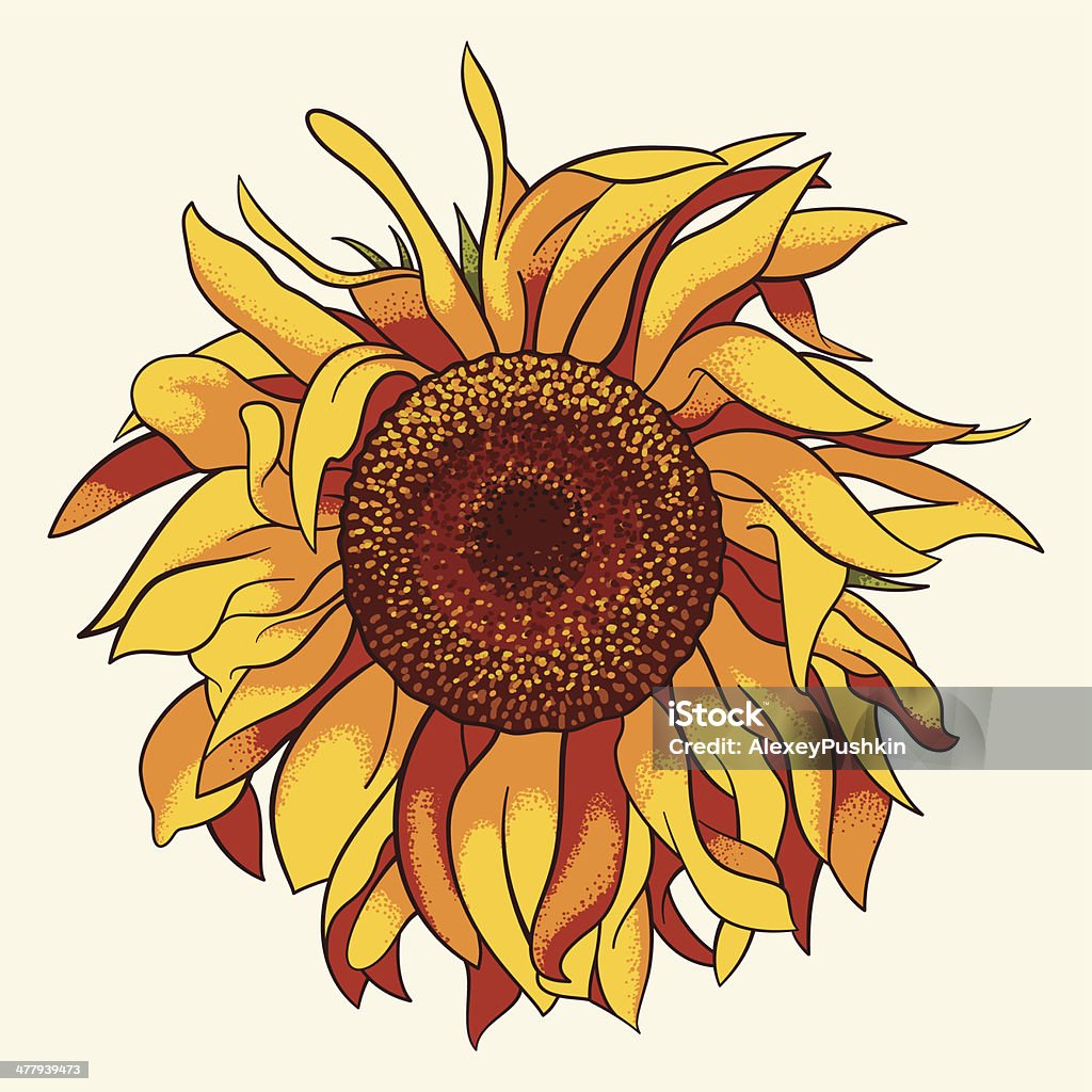 Sunflower Sunflower, realistic vector illustration Backgrounds stock vector