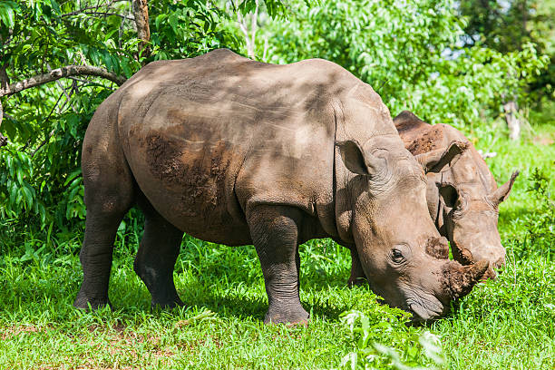 istock White Rhino with young, Zambia, Africa 477939532