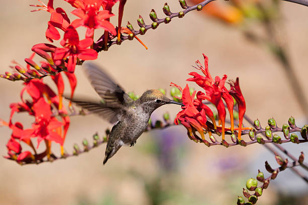 hummingbird feeding stock photo