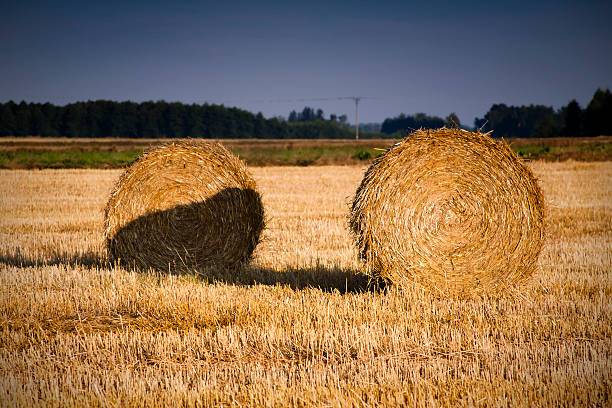 hay rolls on fallow field stock photo