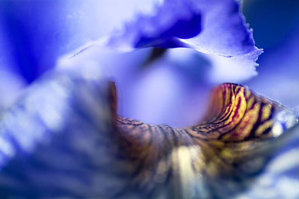 istock abstract background from an iris sibirica in bloom, macro shot 477939828
