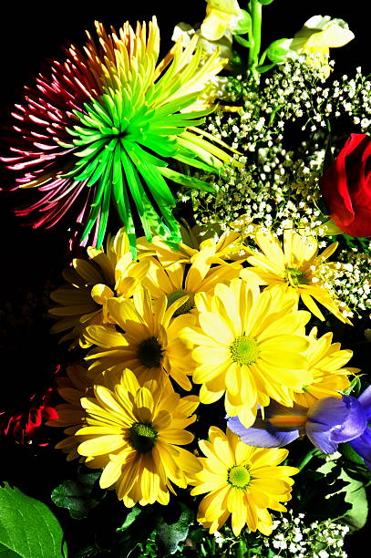 flores arrangment - daisey white flower group of people fotografías e imágenes de stock