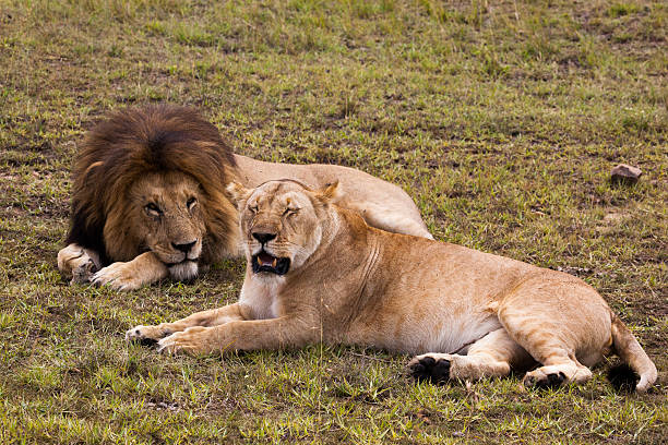 istock Male and female lion pair lying on green grass 477940236
