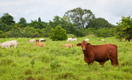 Brahman cattle in a paddock, Queensland, Australia.