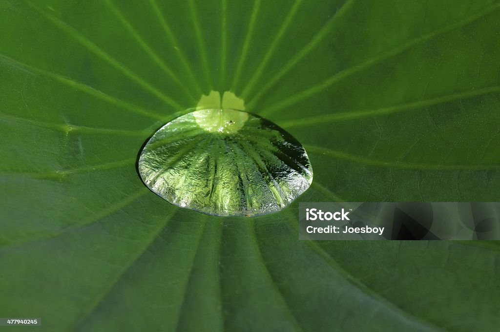 Lotus hoja y en un charco - Foto de stock de Abstracto libre de derechos