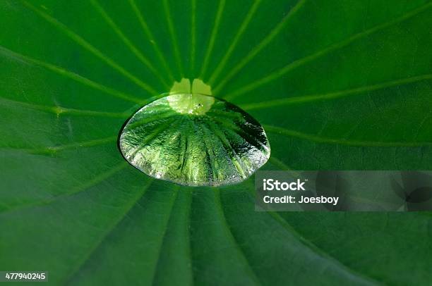 Lotus Hoja Y En Un Charco Foto de stock y más banco de imágenes de Abstracto - Abstracto, Agosto, Agricultura