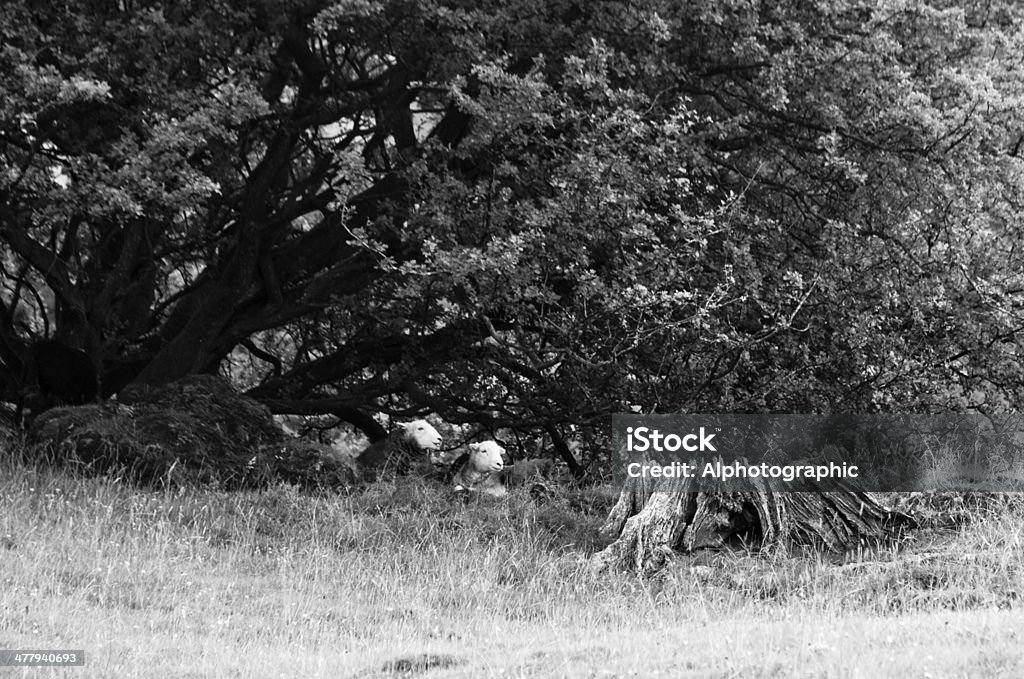 Herdwick oveja - Foto de stock de Agricultura libre de derechos