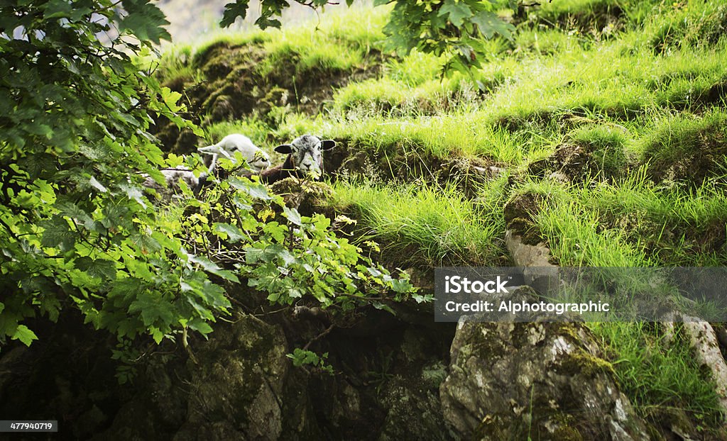 Carneiro Herdwick - Royalty-free Agricultura Foto de stock