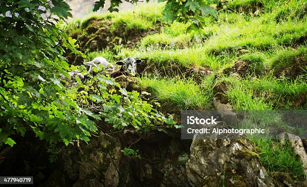 Herdwick Овца — стоковые фотографии и другие картинки Herdwick Sheep - Herdwick Sheep, Англия, Великобритания