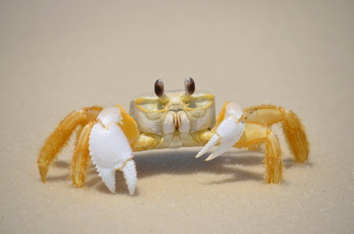 Ghost crab in the sand in Florida